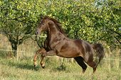image of quarter horse  - Running Quarter horse stallion in frot of trees - JPG 