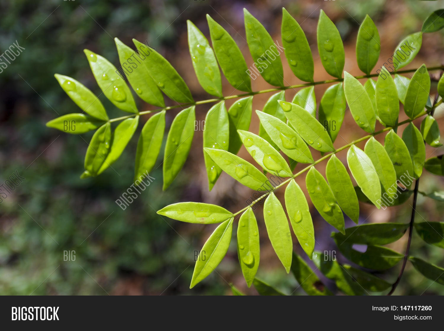 Tongkat Ali / Longifolia Image & Photo Bigstock