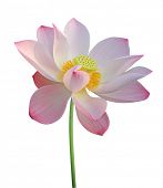 stock photo of religion  - Lotus flower isolated on white - JPG 
