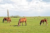 pic of horse  - Horses grazing in the countryside from the Netherlands - JPG 