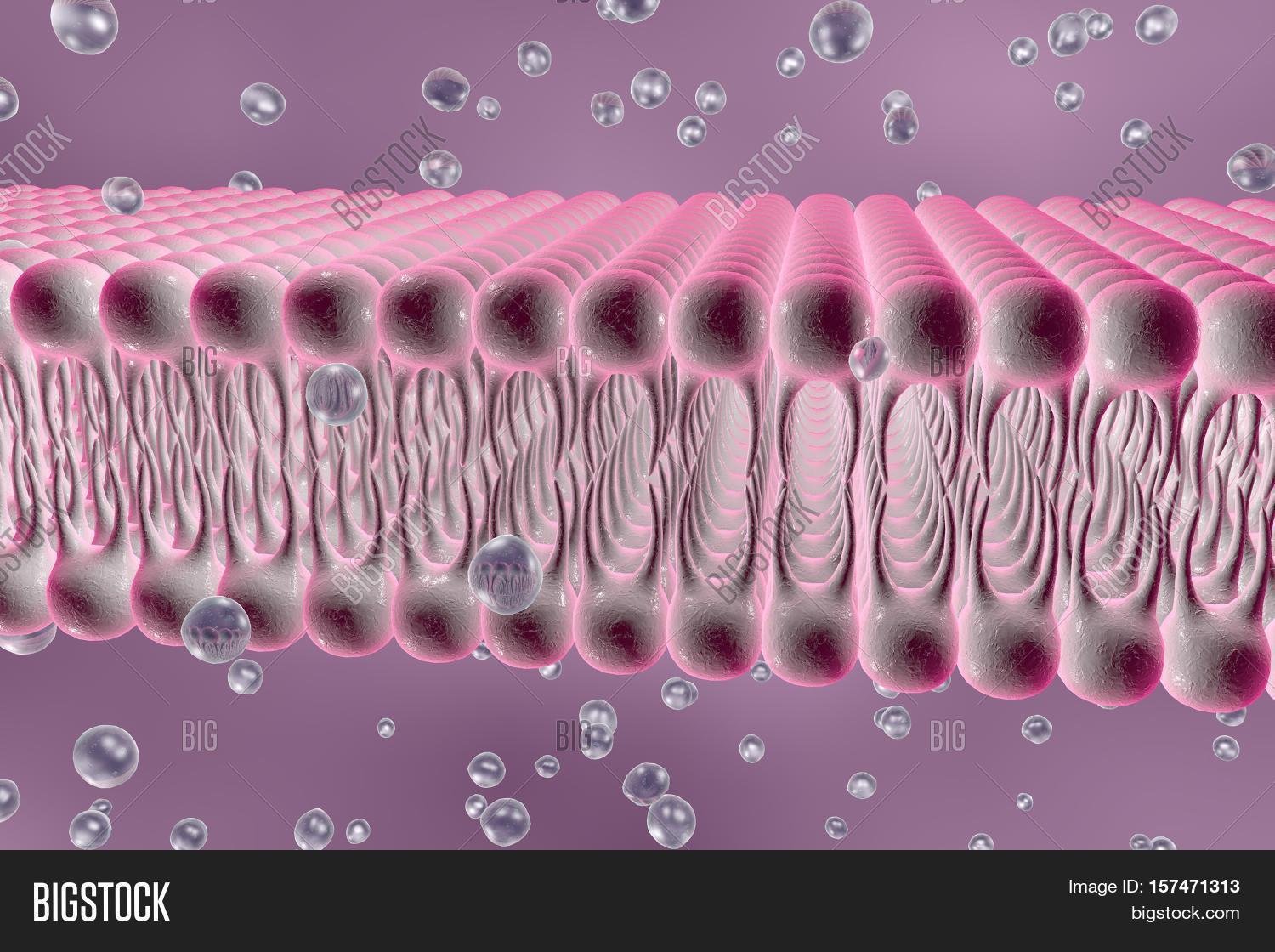Cell Membrane, Lipid Bilayer, 3d Image & Photo Bigstock