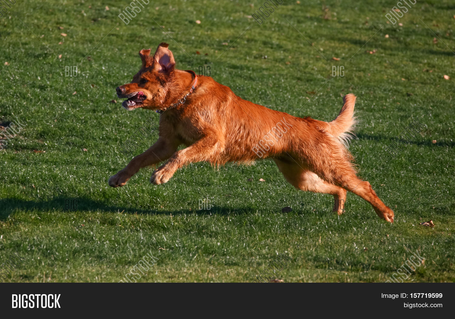 Dog Running Hill Park Enjoying Image & Photo Bigstock