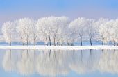 picture of reflexion  - winter trees covered with frost and water reflexion - JPG 