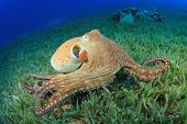 foto of animals  - Big Red Octopus  - JPG 