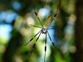pic of orb  - Golden Orb Spider in its web in Costa Rica - JPG 