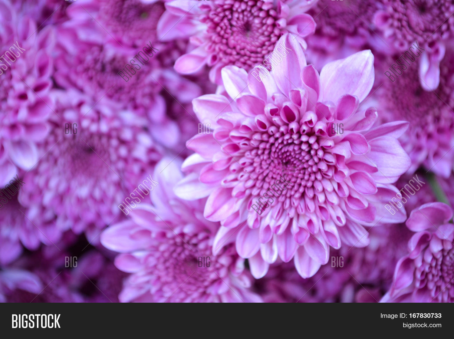 These Are Pink Flowers Called Chrysanthemum Or Florist S Mun These Are Pink Flowers Called Chrysanthemum Or Florist S Mun Mums And A Sacred