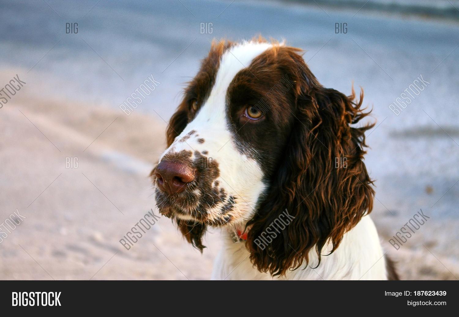 Cute Sad Dog Looks You Image & Photo Bigstock