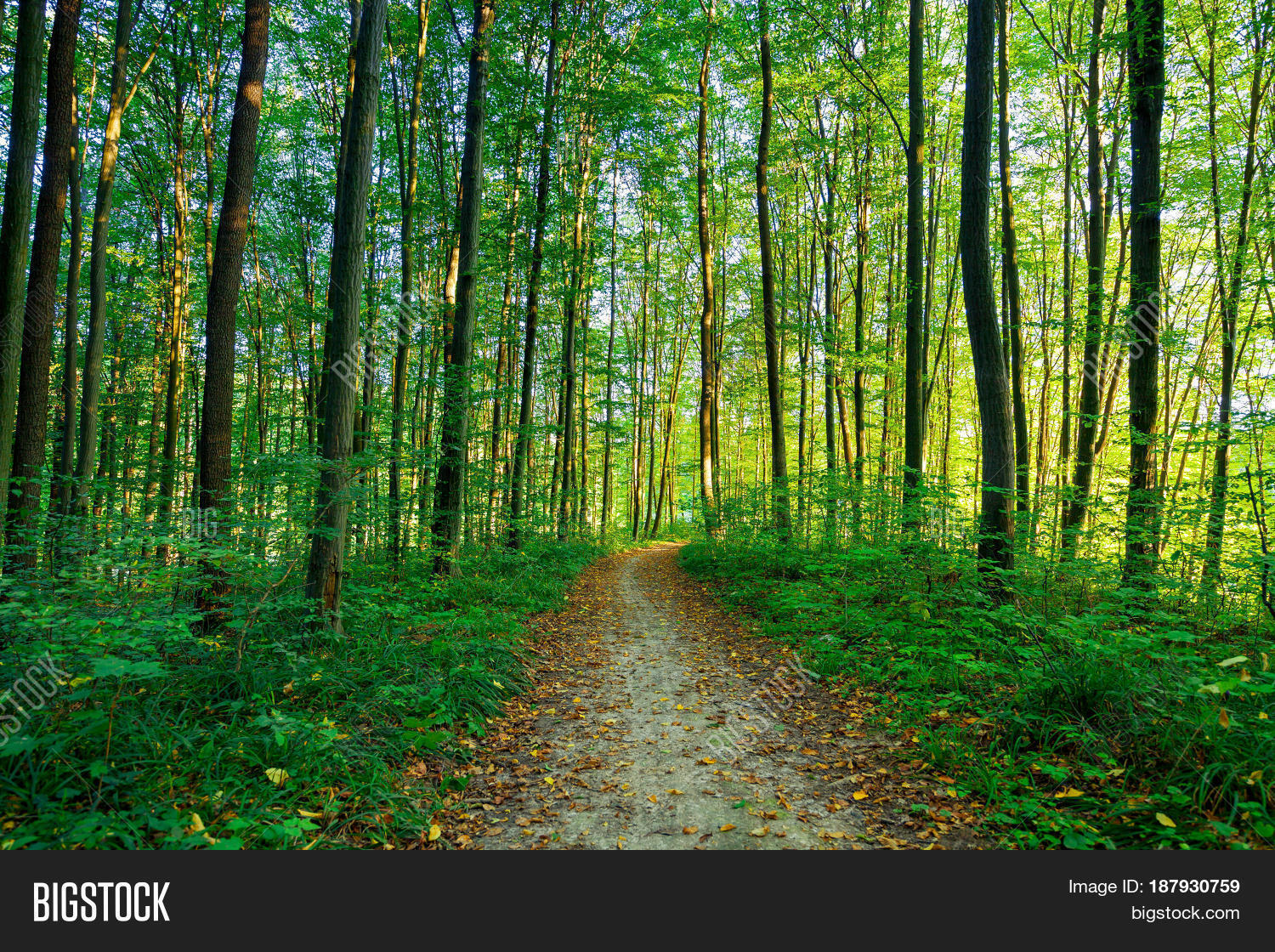 forest big and beautiful singles A forest is a large area dominated by trees hundreds of more precise definitions of forest are used throughout the world, incorporating factors such as tree density, tree height, land use, legal standing and ecological function. forest big and beautiful singles A forest is a large area dominated by trees hundreds of more precise definitions of forest are used throughout the world, incorporating factors such as tree density, tree height, land use, legal standing and ecological function.