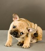 stock photo of six  - Sweet six week old French bulldog puppy - JPG 