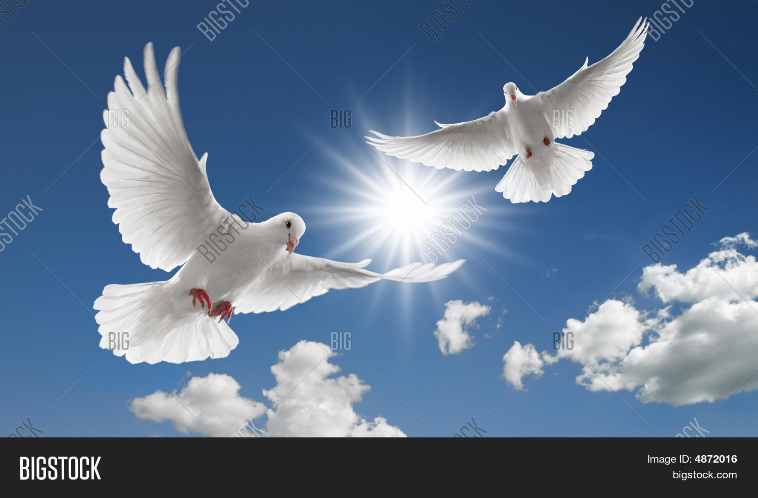 two flying doves image photo bigstock two flying doves image photo bigstock