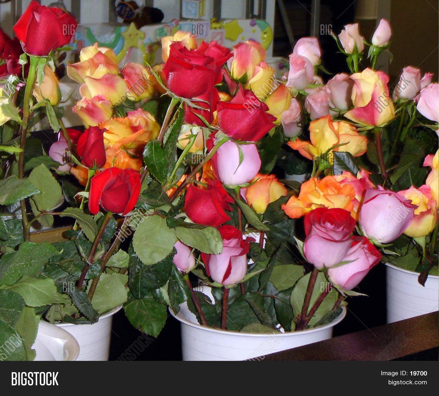 Rose Buckets Stock Photo & Stock Images Bigstock