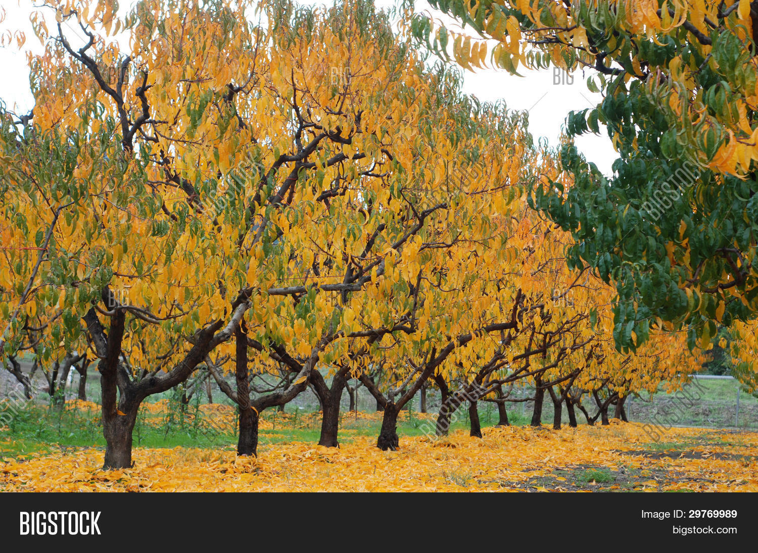 Peach Tree Orchard Fall,autumn Image & Photo Bigstock