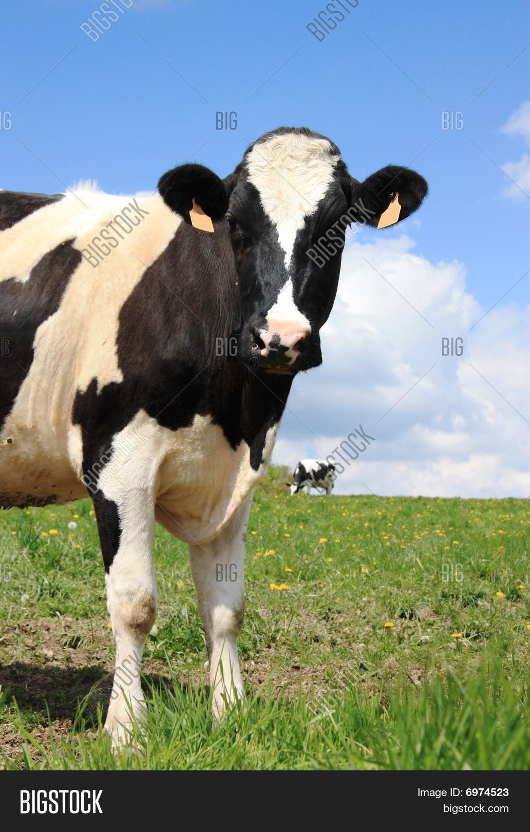 Holstein Dairy Cow Head Image & Photo Bigstock