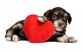 picture of animals  - A cute valentine havanese puppy dog with a red heart isolated on white background - JPG 