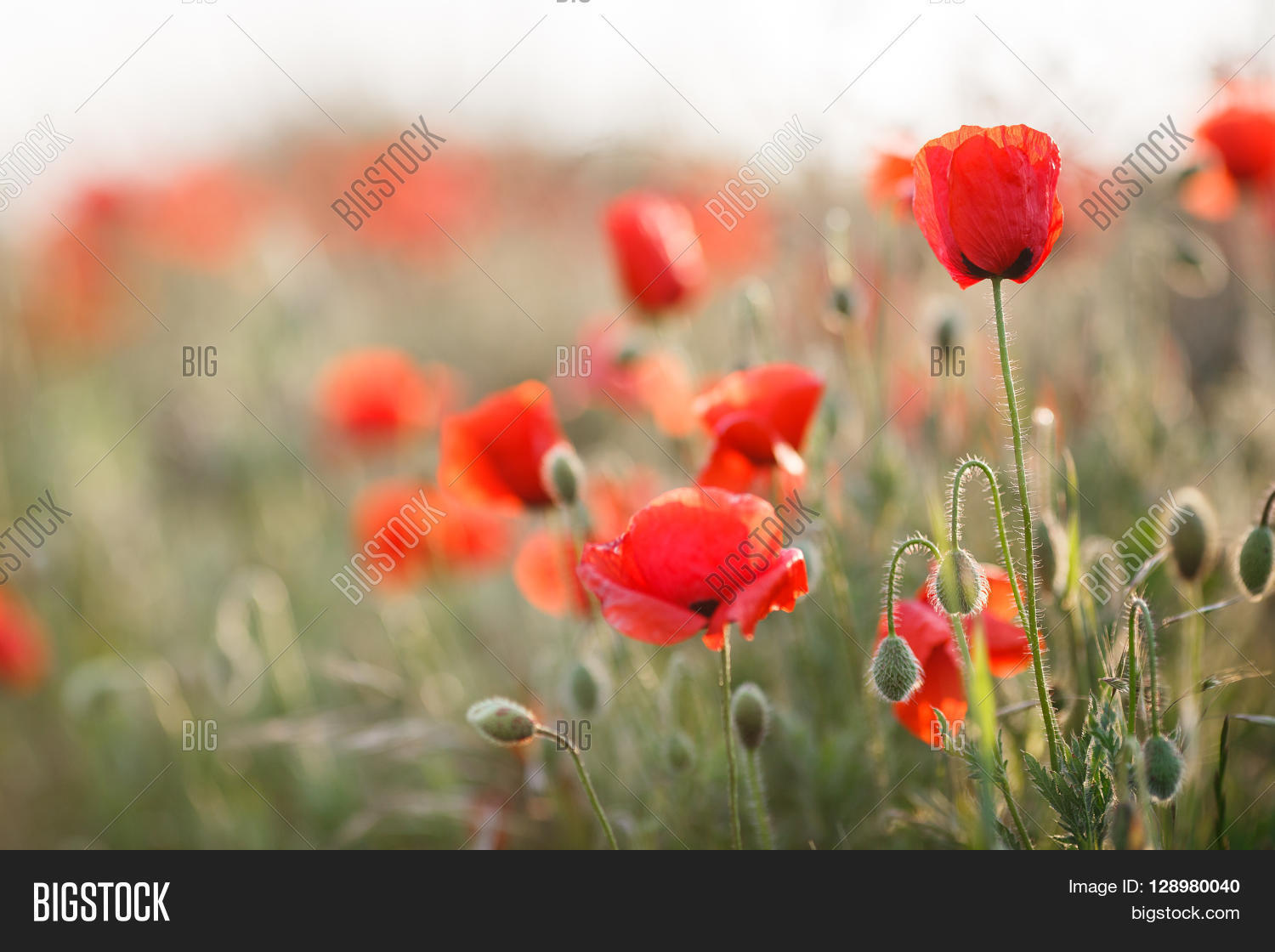 Bright Red Flowers Of The Wild Poppy Field On A Summer Green Bright Red Flowers Of The Wild Poppy Field On A Summer Green Meadow Open With