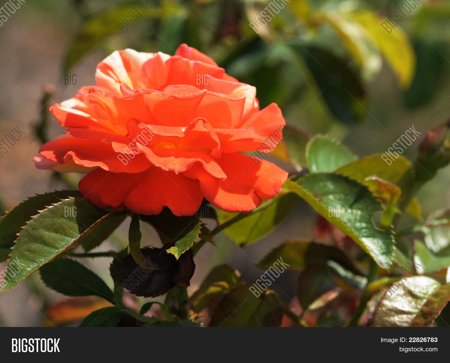 RoseOranges 'N' Lemons (Shrub 1994) Stock Photo & Stock Images Bigstock
