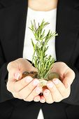 picture of monetary  - Woman hands with green plant and coins - JPG 
