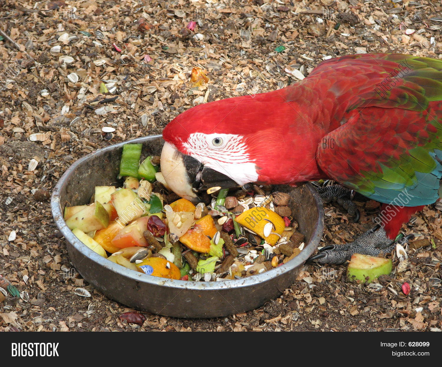 Scarlet Macaw Eating Stock Photo & Stock Images Bigstock