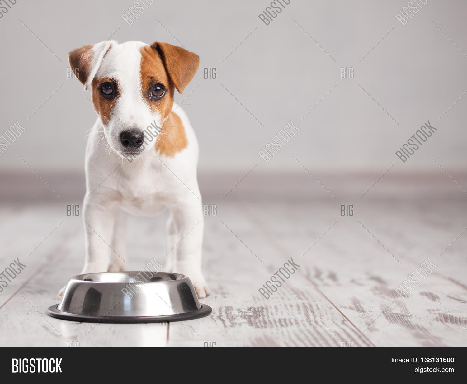 Puppy Eating Foot. Dog Eats Food Image & Photo Bigstock