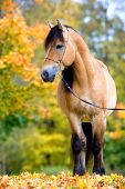 stock photo of horse  - Beautiful horse is standing in autumn forest - JPG 