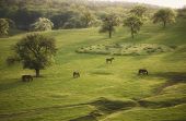 pic of horse  - Horses and trees on a green meadow with beautiful light in spring - JPG 