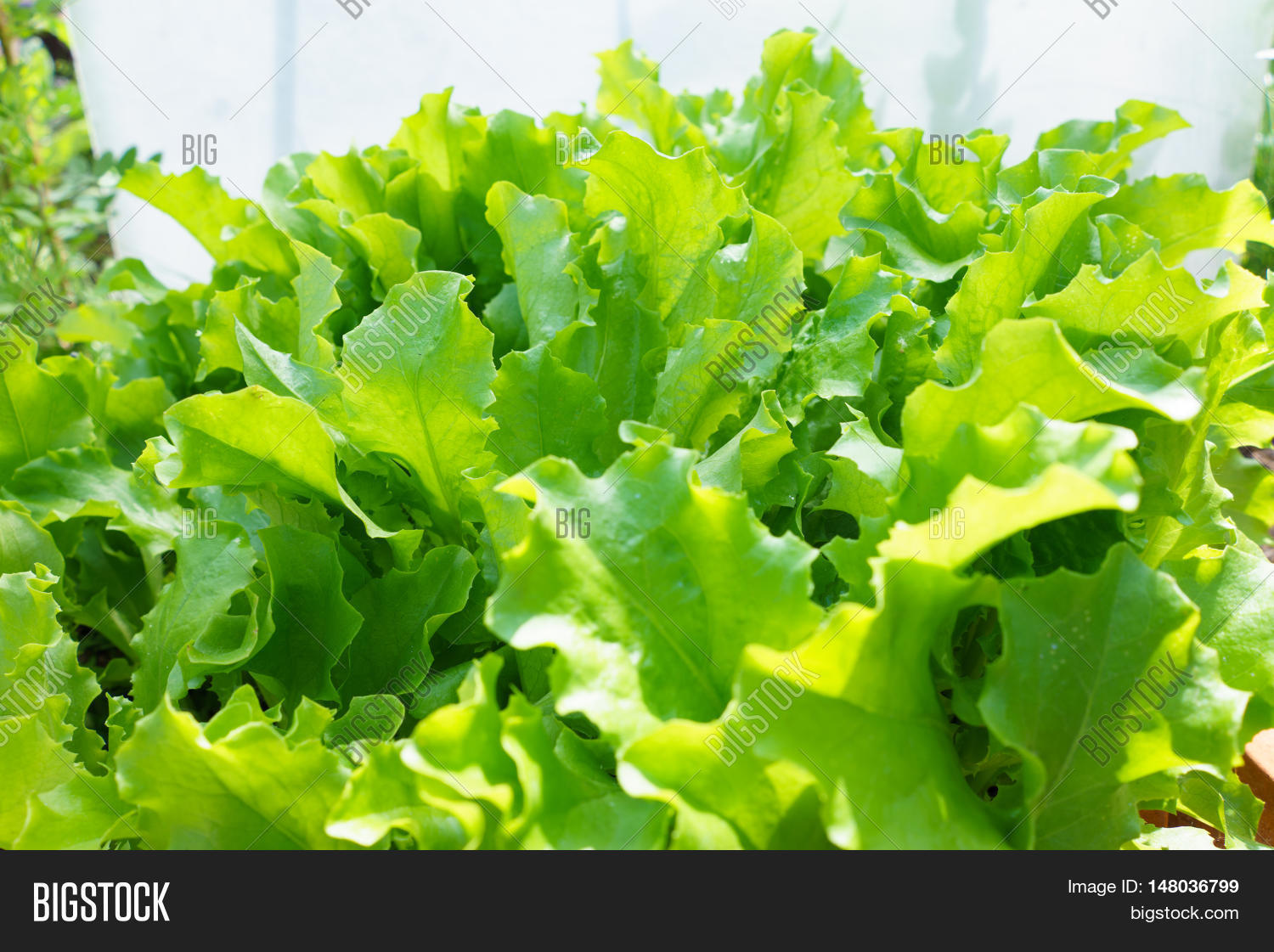 Closeup Fresh Salad Plants Garden, Image & Photo Bigstock
