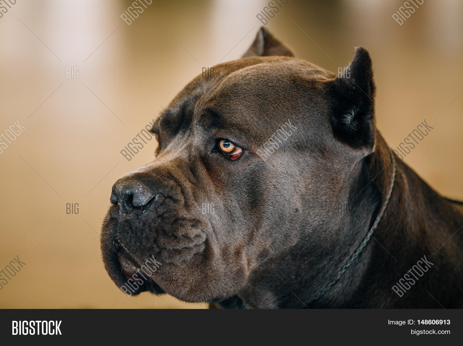 Brown Adult Cane Corso Close Up Portrait Stock Photo & Stock Images