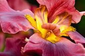 picture of iris  - Closeup of deep red bearded Iris flower - JPG 