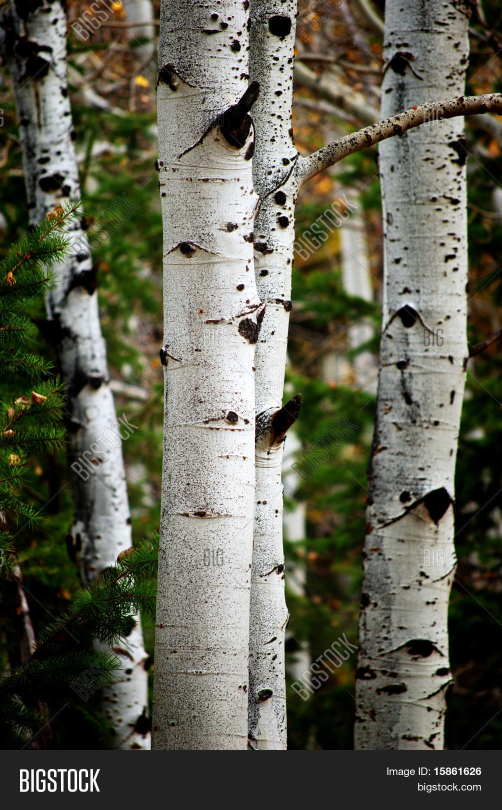 Birch And Pine Trees Stock Photo & Stock Images Bigstock