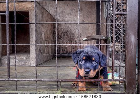 rottweiler sad rottweiler puppy sad his cage image photo bigstock rottweiler sad rottweiler puppy sad his cage image photo bigstock