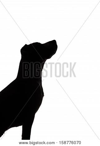 dog silhouette on white background dark contour of a puppy sitting and looking up