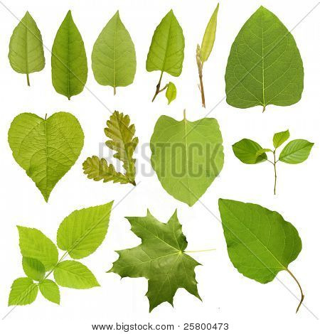 HOJAS DE ARBOLES ES hojas de arboles es: