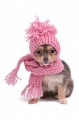 stock photo of animals  - Chihuahua Puppy Funnily Dressed With Scarf and Hat For Cold Weather - JPG 