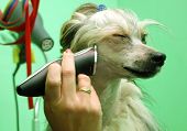 image of dog  - Chinese crested dog Powder Puff during visit in dog beauty parlour - JPG 