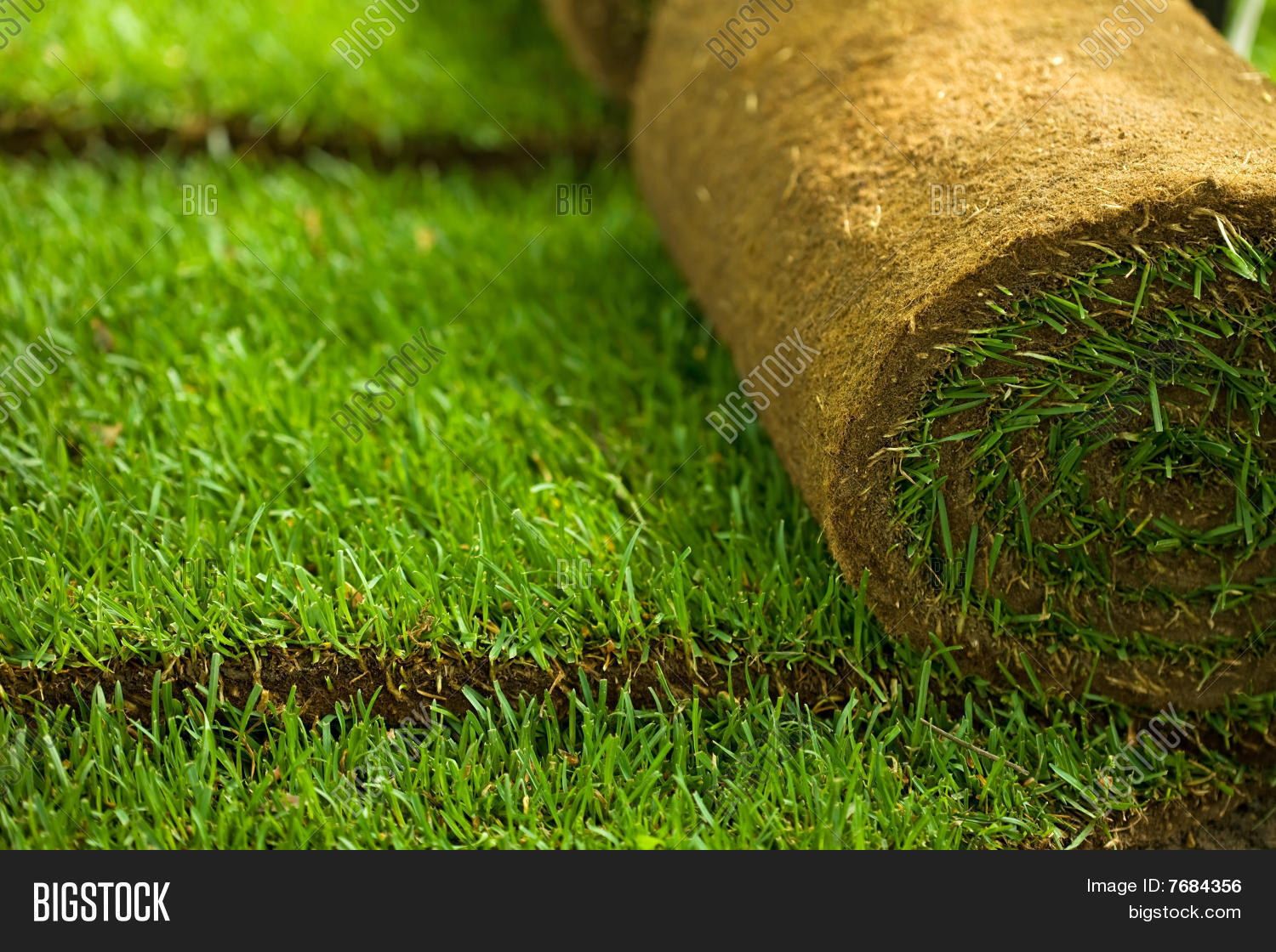 Turf Grass Rolls Closeup Image & Photo Bigstock