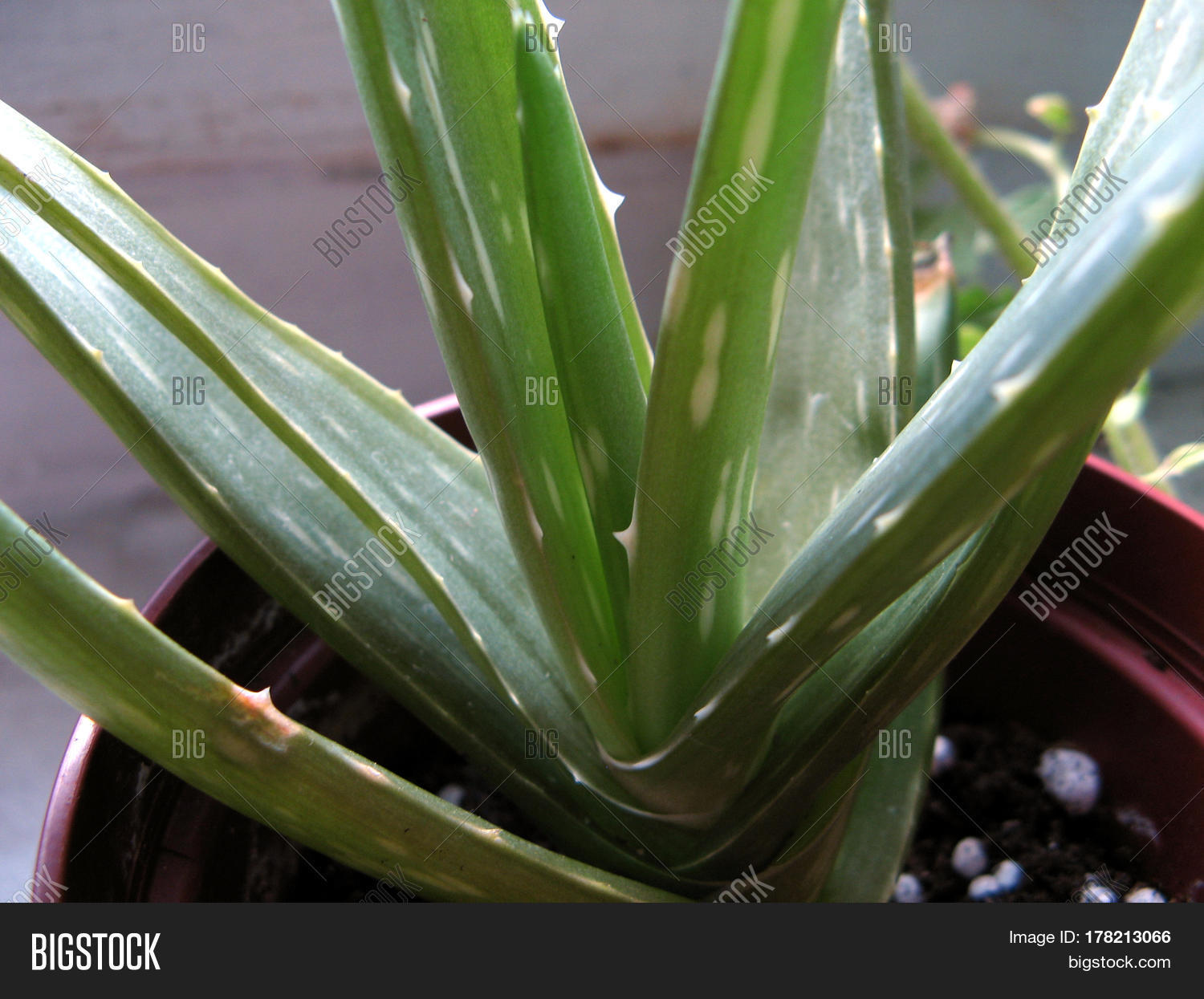plants green aloe grow pot soil seeds Stock Photo &amp; Stock