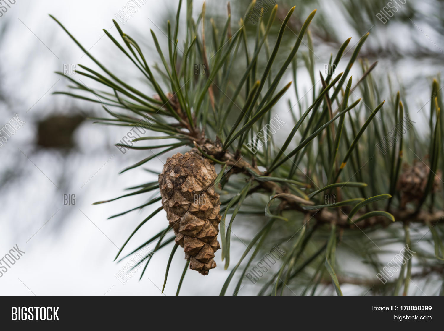 Closeup Growing Pine Cone On Pine Image & Photo Bigstock