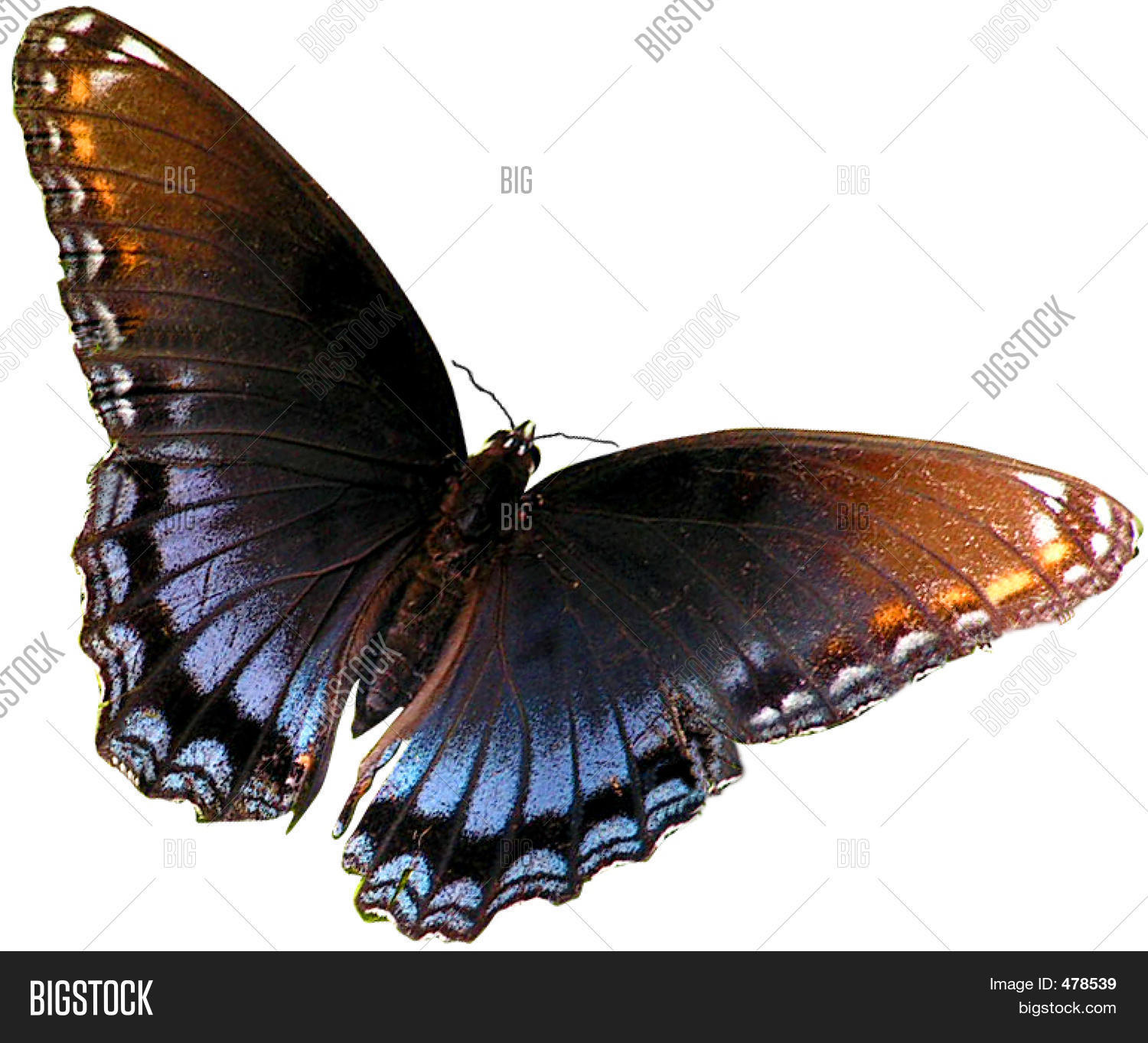 Blue And Brown Butterfly Stock Photo & Stock Images Bigstock