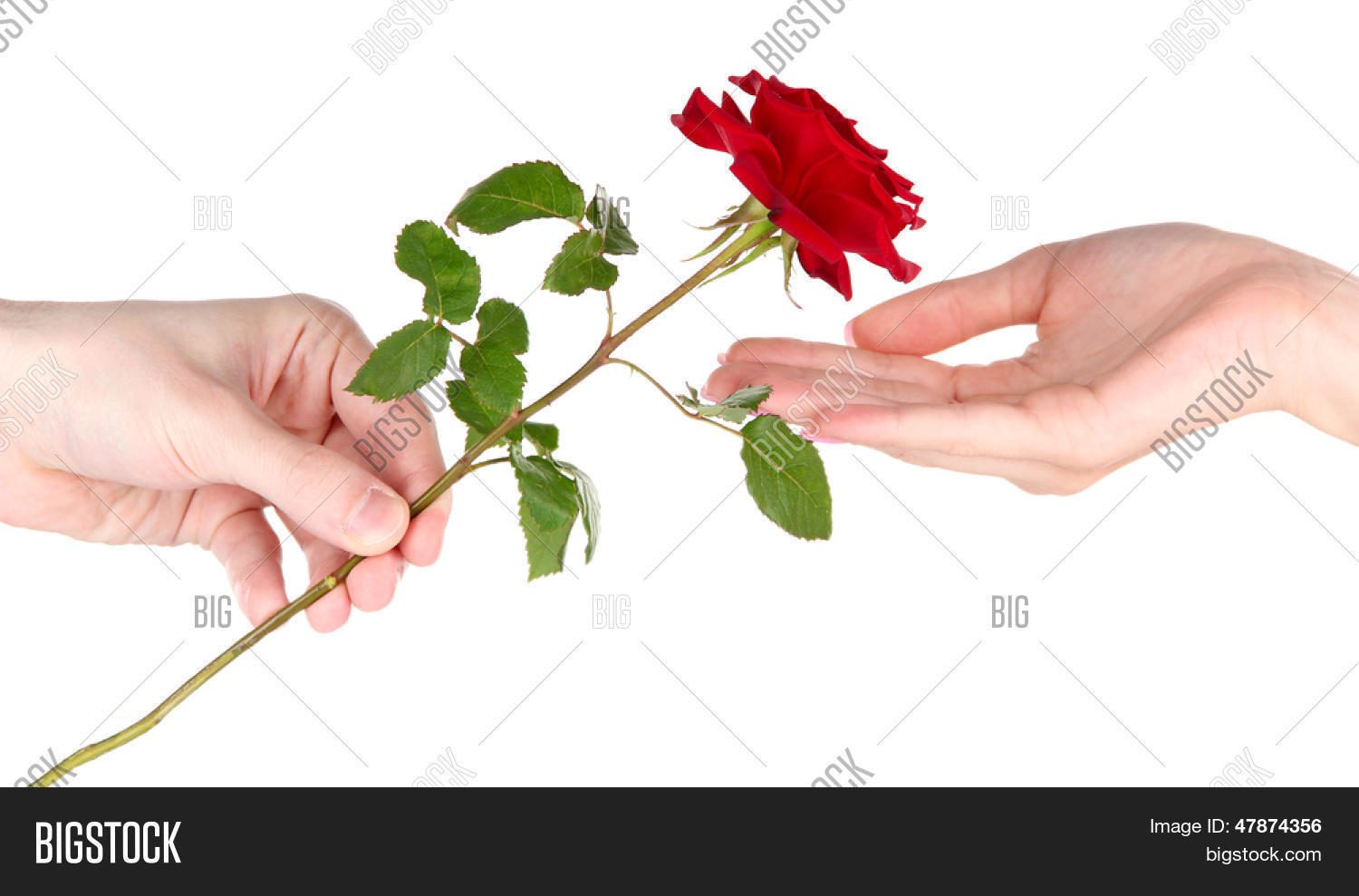 Man's Hand Giving Rose Isolated On Image & Photo Bigstock
