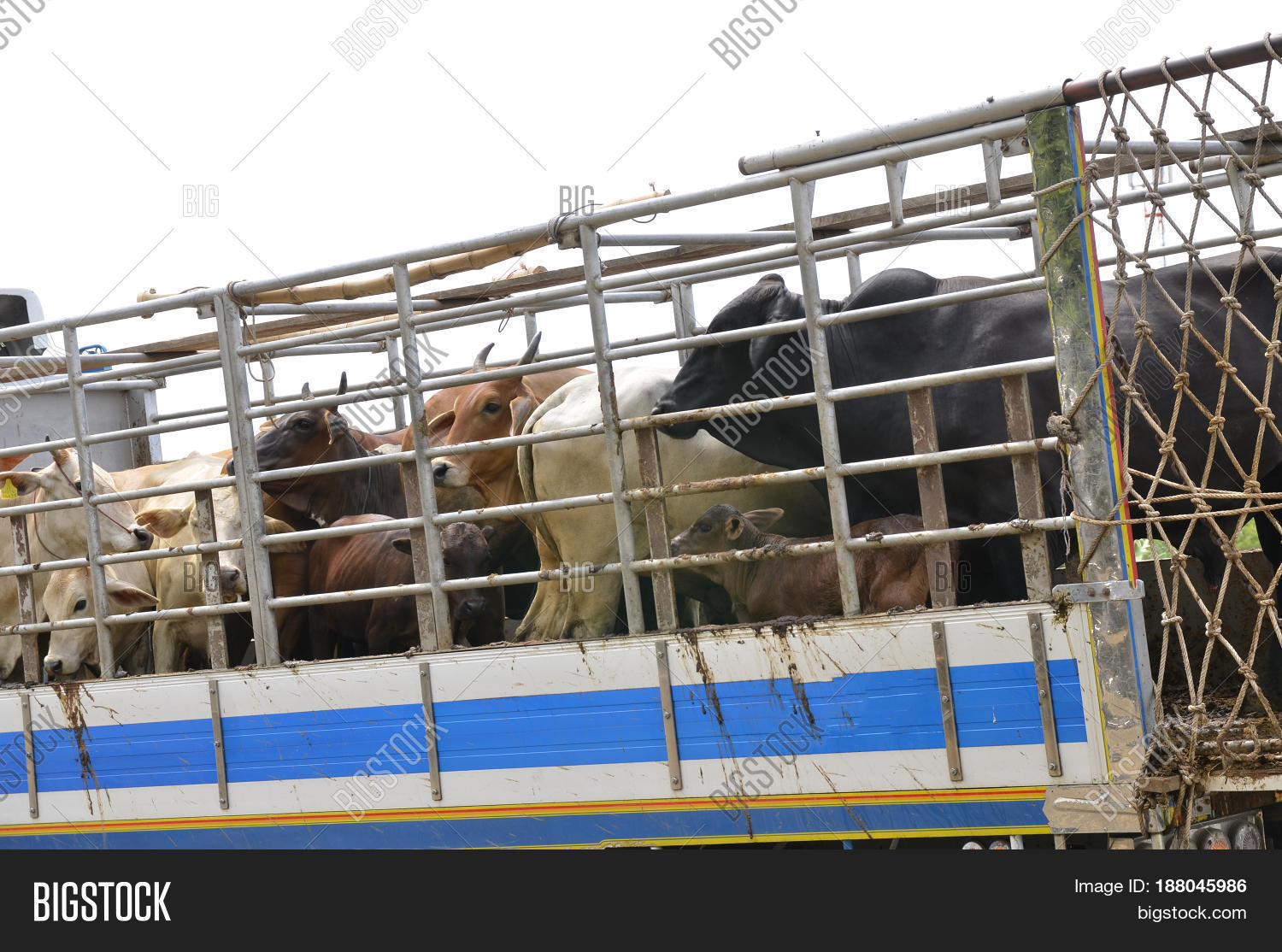 Transporting Cows And Calves at Joan Sinclair blog