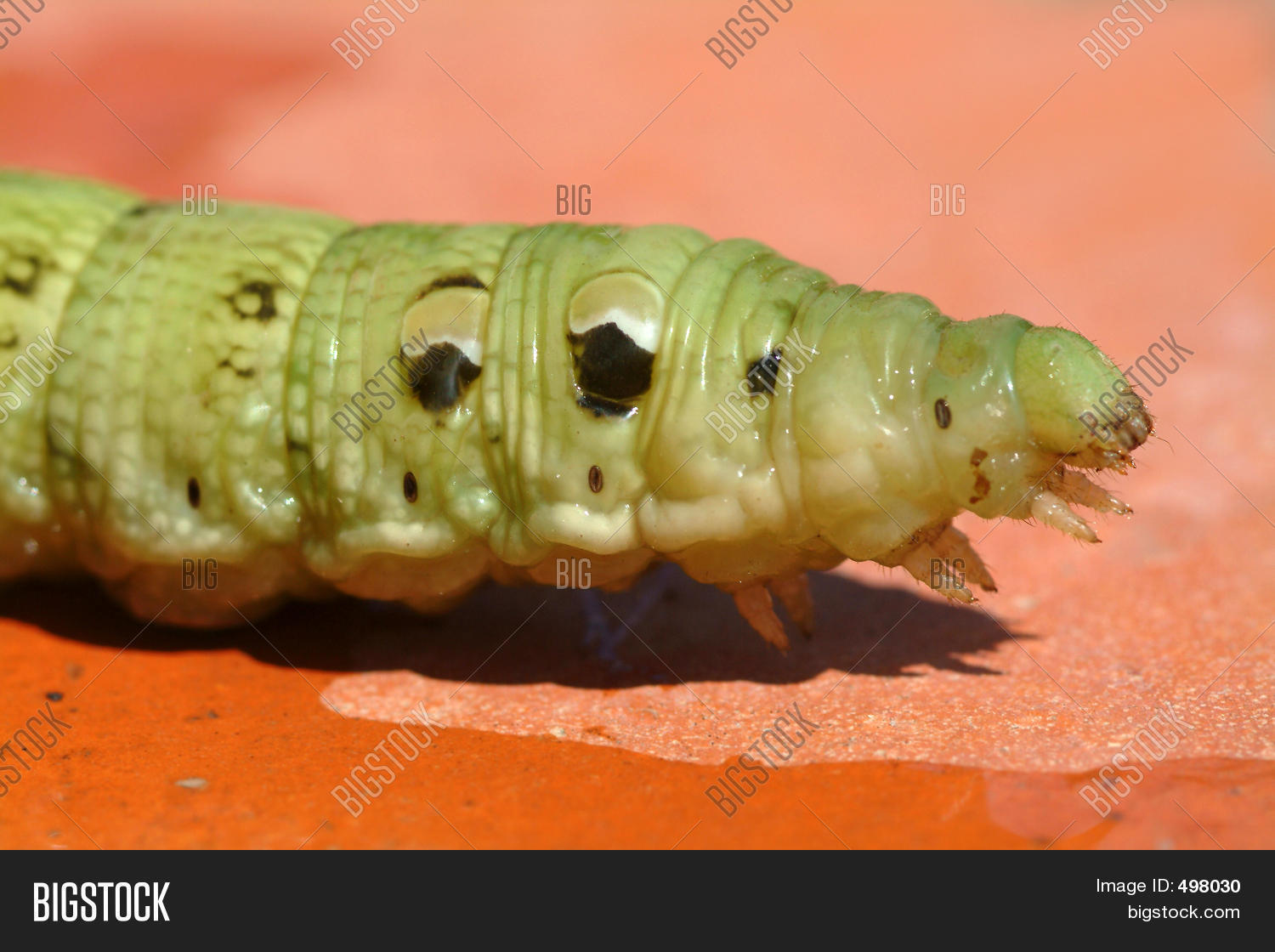 Green Worm Image & Photo Bigstock