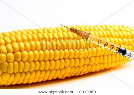 Genetically Modified Corn