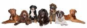 foto of group  - Large group of big dogs in a row isolated on a white background - JPG 