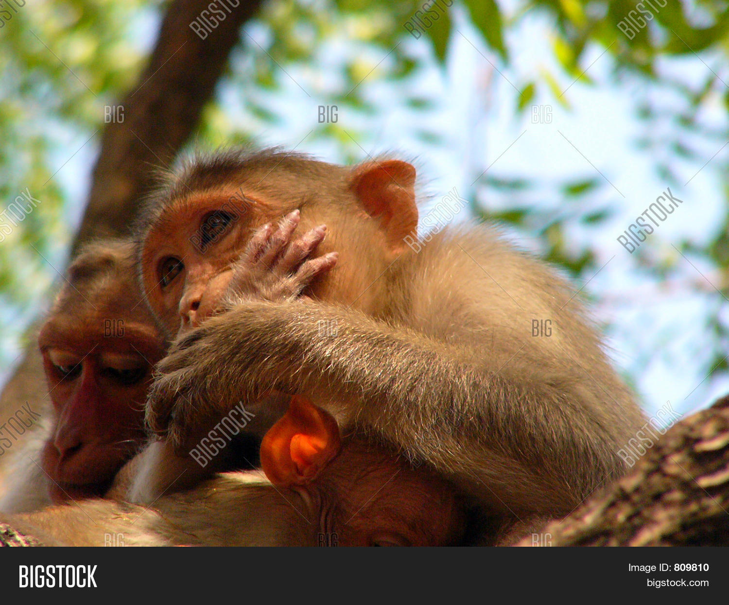 Monkey Covering Mouth Image & Photo Bigstock