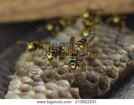 Poster: Wasp nest with