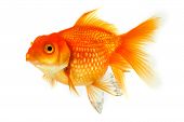 stock photo of animals  - Goldfish close up of animal isolated against white background - JPG 