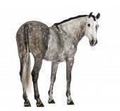 stock photo of pre  - Rear view of an Andalusian - JPG 