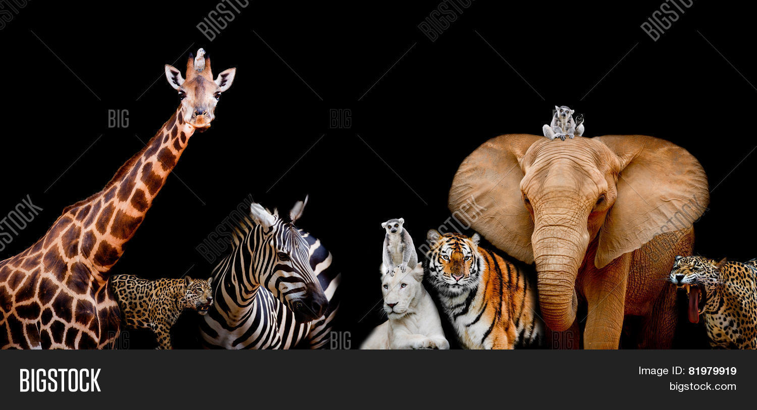 Group Animals Together On Black Image & Photo Bigstock