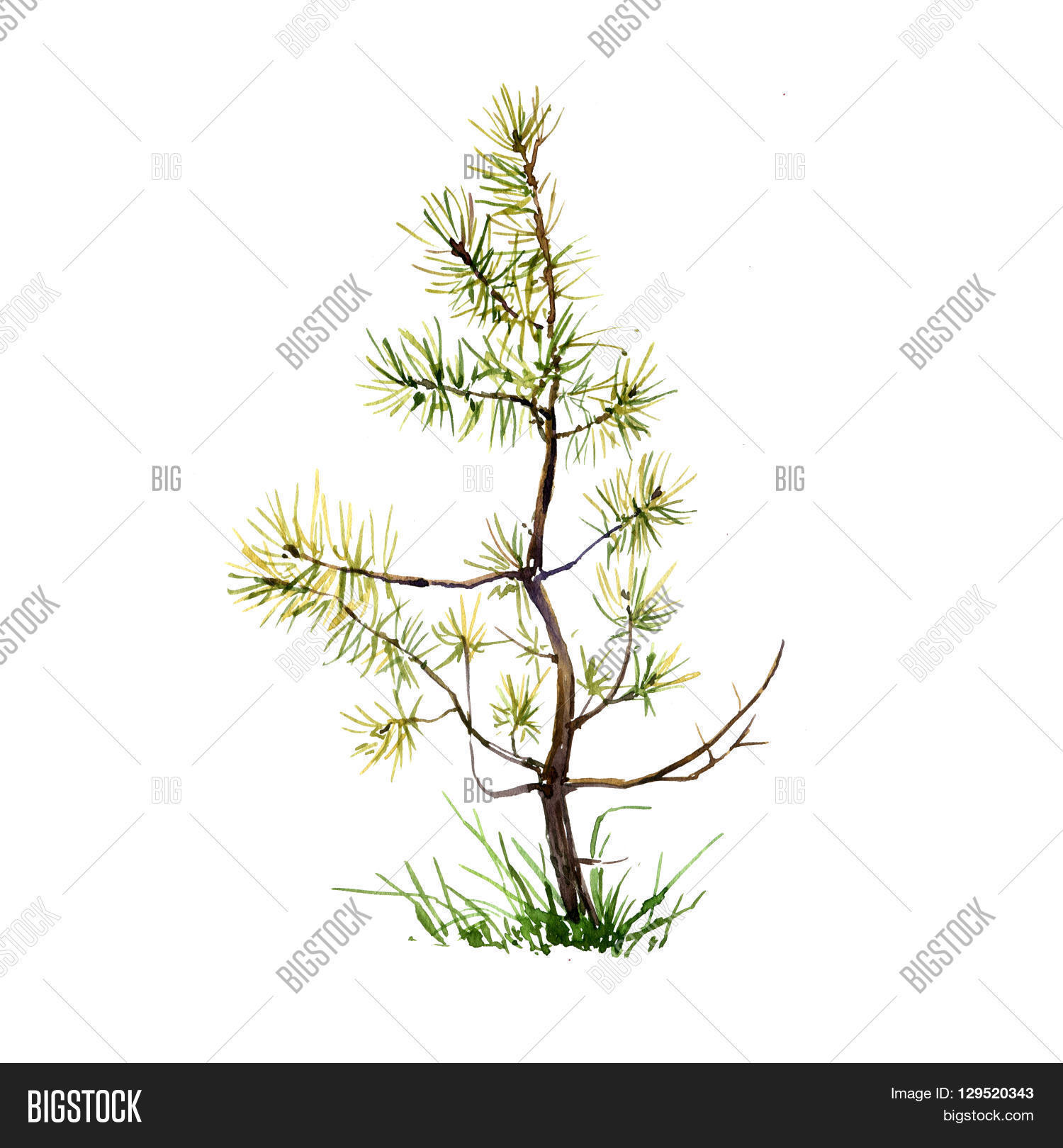 young pine tree and grass drawing by watercolor aquarelle sketch of wild nature painting