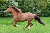 stock photo of horse  - Side view of beautiful horse running. Shot in nature
** Note: Slight graininess, best at smaller sizes - JPG 